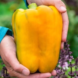Sarı dev dolma biberi tohumu geleneksel quadrato d'asti giallo