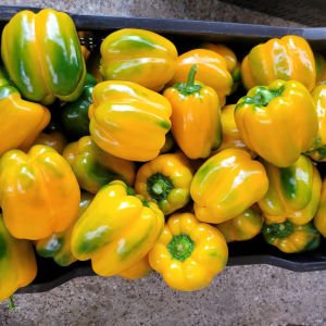Sarı dev dolma biberi tohumu geleneksel quadrato d'asti giallo