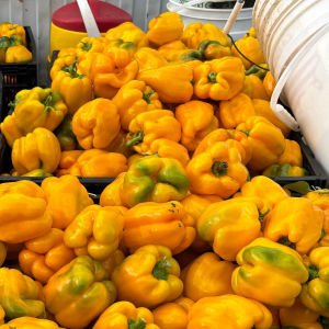 Sarı dev dolma biberi tohumu geleneksel quadrato d'asti giallo
