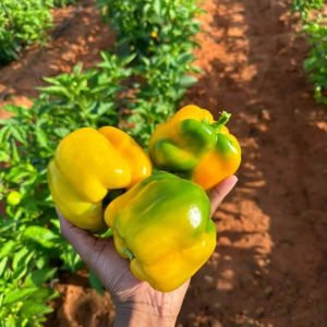 Sarı dev dolma biberi tohumu geleneksel quadrato d'asti giallo