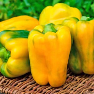 Sarı dev dolma biberi tohumu geleneksel quadrato d'asti giallo
