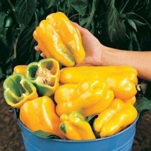 Sarı dev dolma biberi tohumu geleneksel quadrato d'asti giallo