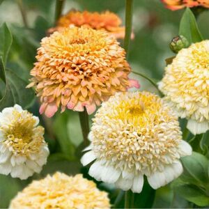 Cresto Citrus karışımı zinnia tohumu kirli hanım çiçeği zinya