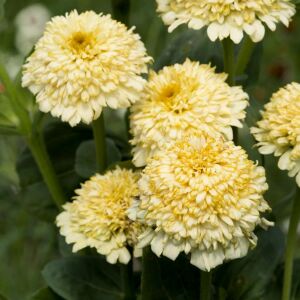 Cresto Citrus karışımı zinnia tohumu kirli hanım çiçeği zinya