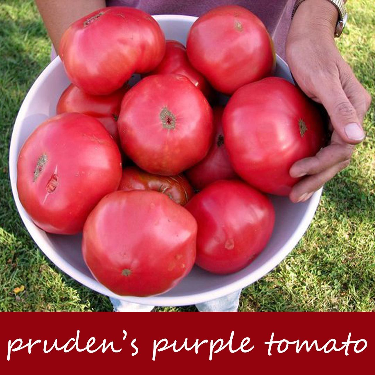 Prudens purple domates tohumu söğüşlük