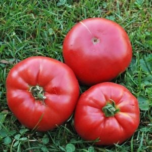 Prudens purple domates tohumu söğüşlük