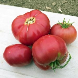 Prudens purple domates tohumu söğüşlük