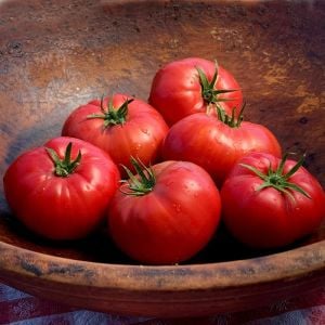 Prudens purple domates tohumu söğüşlük