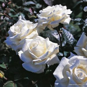 Memoire yoğun kokulu çalı gül fidanı aşılı 3+ yaş