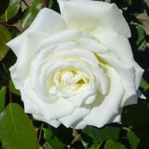 Memoire yoğun kokulu çalı gül fidanı aşılı 3+ yaş