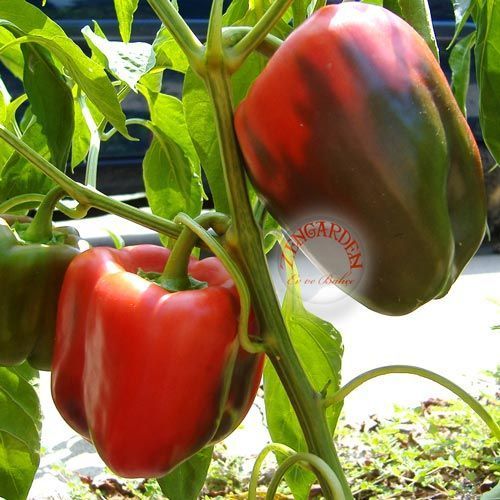 Kırmızı dev dolma biber tohumu geleneksel quadrato d'asti rosso
