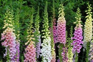 Camelot karışımı yüksükotu tohumu F1 digitalis purpurea