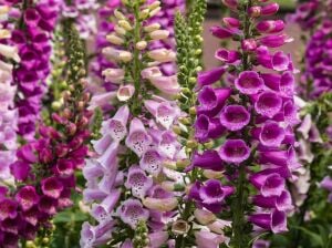 Camelot karışımı yüksükotu tohumu F1 digitalis purpurea