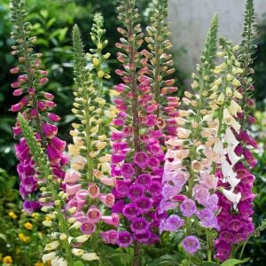 Camelot karışımı yüksükotu tohumu F1 digitalis purpurea