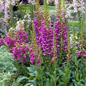 Camelot karışımı yüksükotu tohumu F1 digitalis purpurea