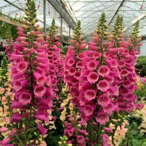 Camelot karışımı yüksükotu tohumu F1 digitalis purpurea