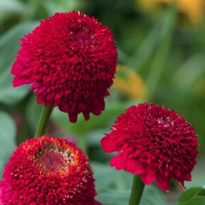 Cresto karışımı zinnia tohumu kirli hanım çiçeği zinya