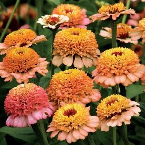 Cresto karışımı zinnia tohumu kirli hanım çiçeği zinya
