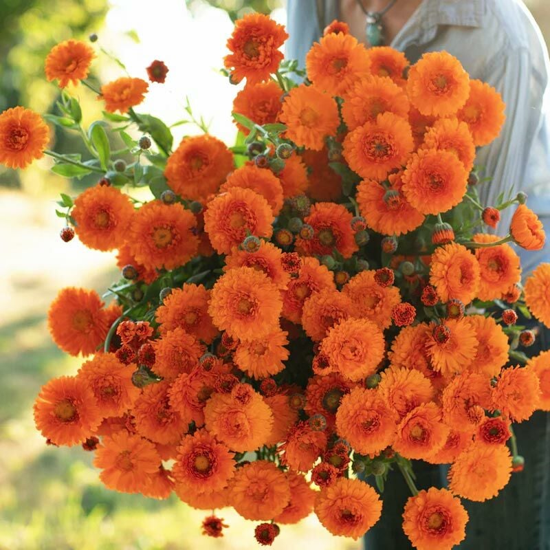 Greenheart Orange calendula aynısafa çiçeği tohumu