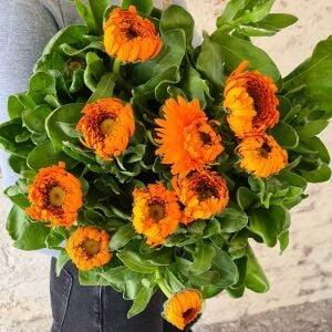Greenheart Orange calendula aynısafa çiçeği tohumu