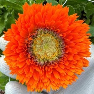 Greenheart Orange calendula aynısafa çiçeği tohumu