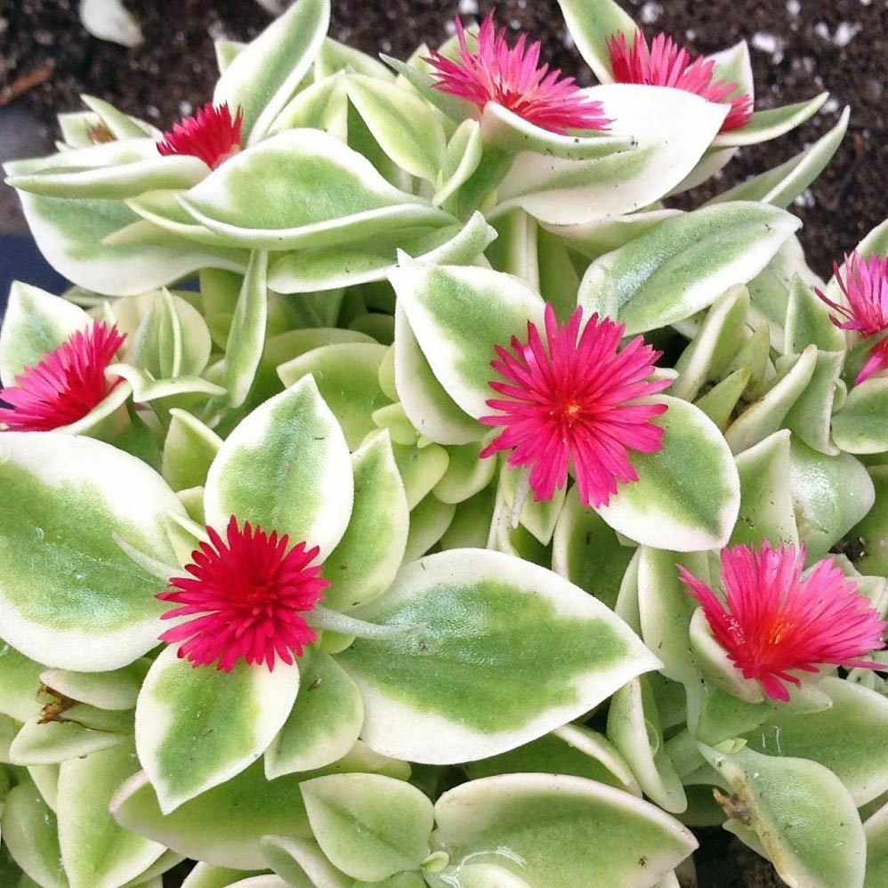 Alaca yapraklı buz çiçeği fidesi aptenia cordifolia variegata crystal baby sun rose