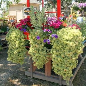 Alaca yapraklı buz çiçeği fidesi aptenia cordifolia variegata crystal baby sun rose