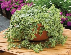 Alaca yapraklı buz çiçeği fidesi aptenia cordifolia variegata crystal baby sun rose