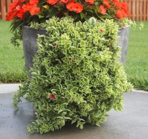 Alaca yapraklı buz çiçeği fidesi aptenia cordifolia variegata crystal baby sun rose