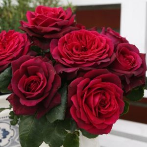 Gräfin Diana büyüleyici kokulu gül fidanı aşılı 3+ yaş