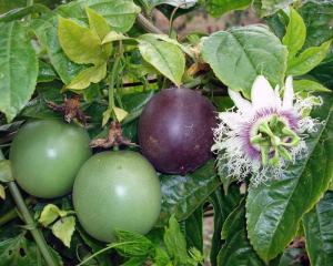 Passiflora edulis mor meyveli maruçya fidanı