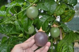 Passiflora edulis mor meyveli maruçya fidanı