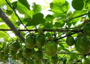 Passiflora edulis mor meyveli maruçya fidanı