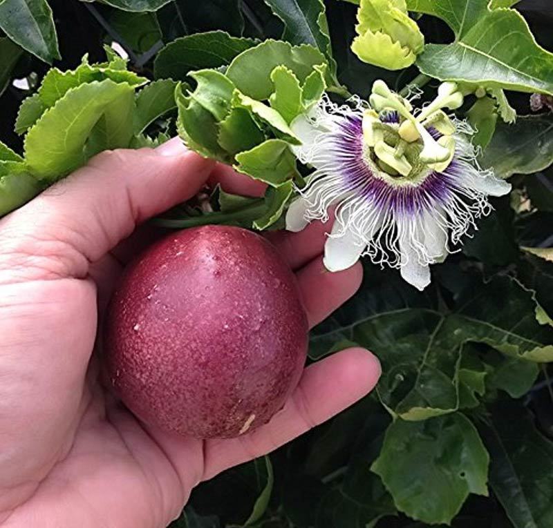 Passiflora edulis mor meyveli maruçya fidanı