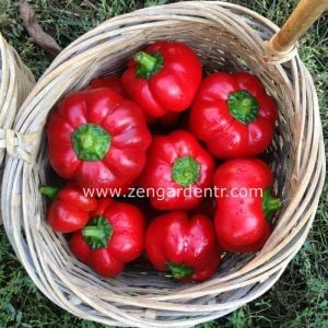 Peynir biberi tohumu tatlı dolma tipi geleneksel red cheese pepper seeds