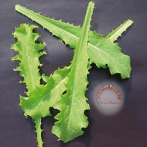 Bebek yaprak endive tohumu cichorium endivia