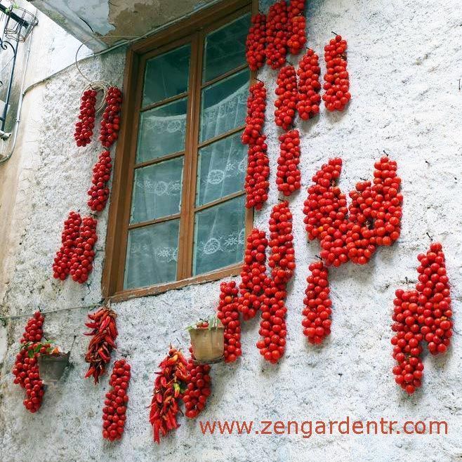 Geleneksel Sakız adası domates tohumu chios tomato