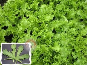 Bebek yaprak endive tohumu cichorium endivia