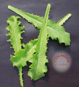 Bebek yaprak endive tohumu cichorium endivia