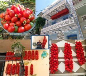 Geleneksel Sakız adası domates tohumu chios tomato