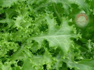 Bebek yaprak endive tohumu cichorium endivia
