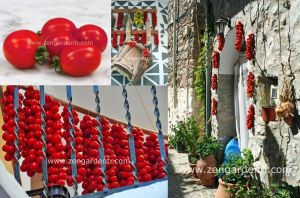 Geleneksel Sakız adası domates tohumu chios tomato