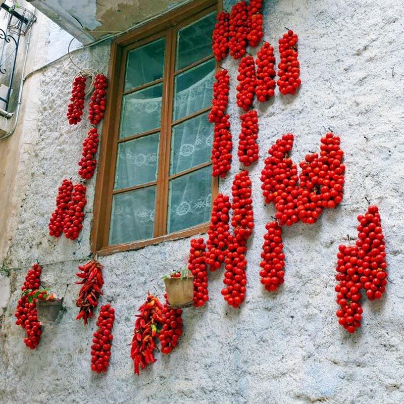 Geleneksel Sakız adası domates tohumu chios tomato