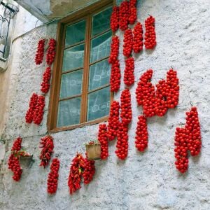 Geleneksel Sakız adası domates tohumu chios tomato