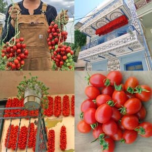 Geleneksel Sakız adası domates tohumu chios tomato