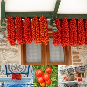 Geleneksel Sakız adası domates tohumu chios tomato