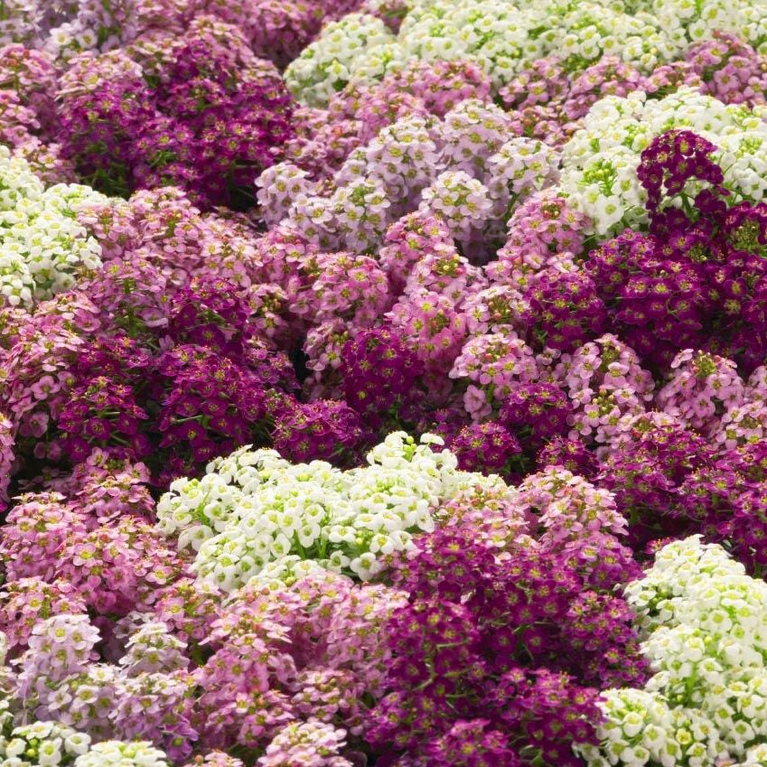 Mavi ve tonları alyssum tohumu mulberry mix