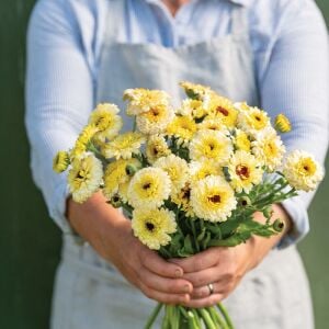 Ivory Princess beyaz calendula aynısafa çiçeği tohumu
