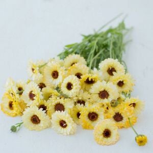 Ivory Princess beyaz calendula aynısafa çiçeği tohumu