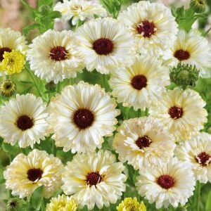 Ivory Princess beyaz calendula aynısafa çiçeği tohumu